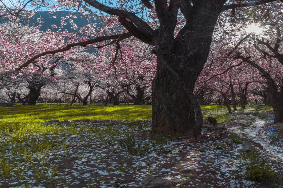 Apricot Blossom 2024 Kargil (Chanigund/Shilikchay & Karkitchoo)