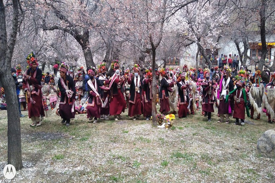 Apricot Blossom festival 2024 (Garkone & Darchiks)