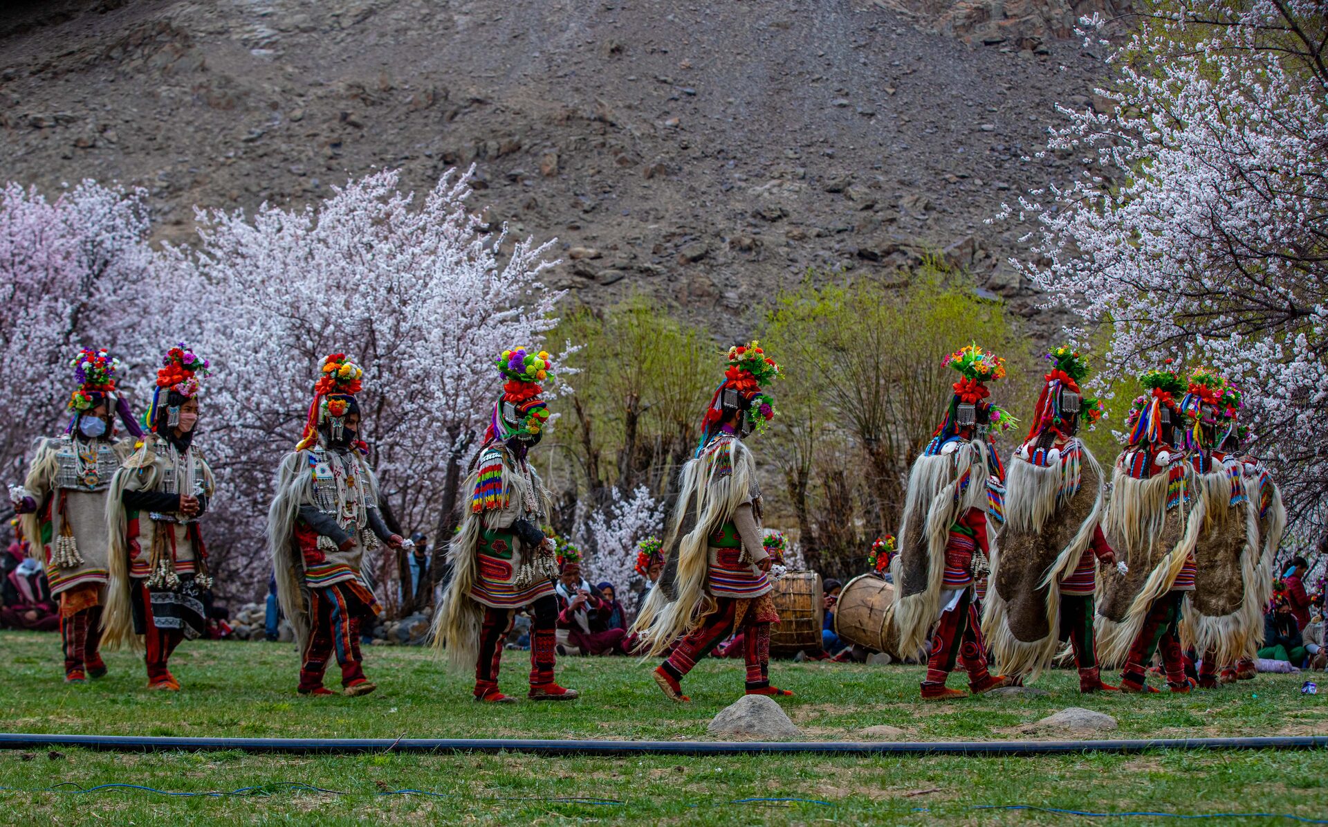 Apricot Blossom Festival