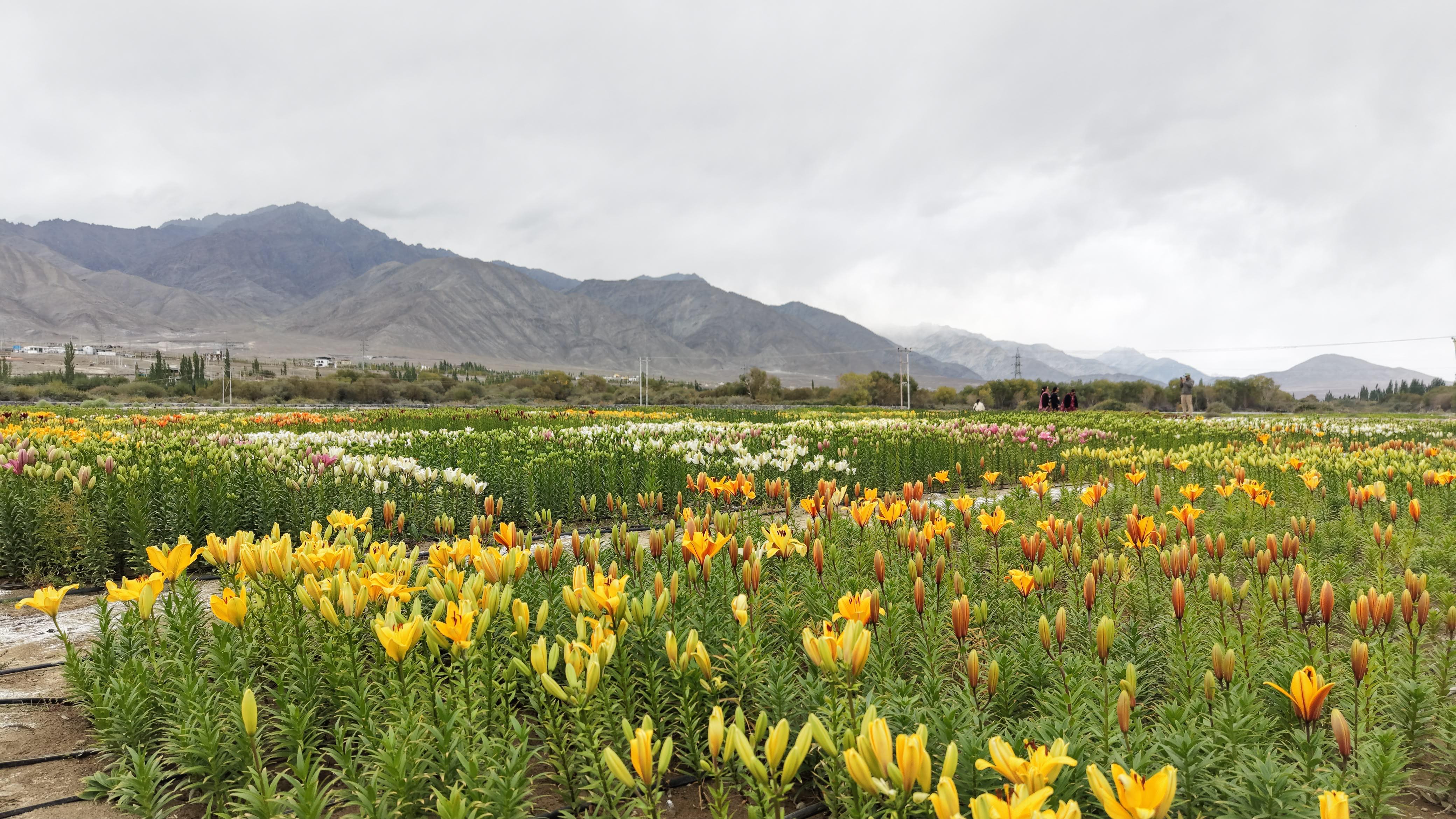 Flower Garden Choglamsar