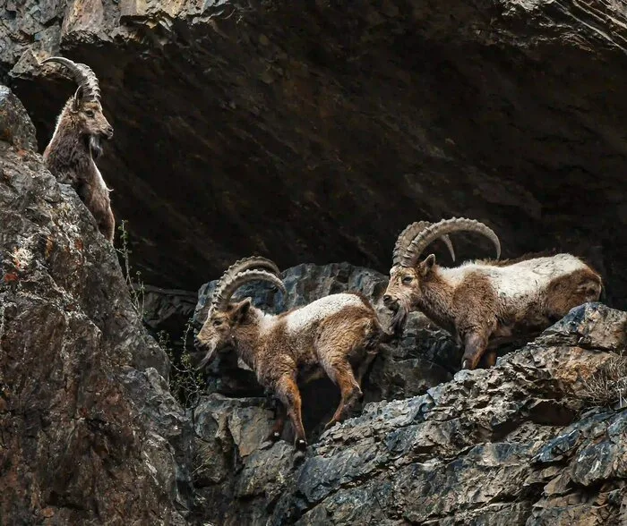 Wildlife