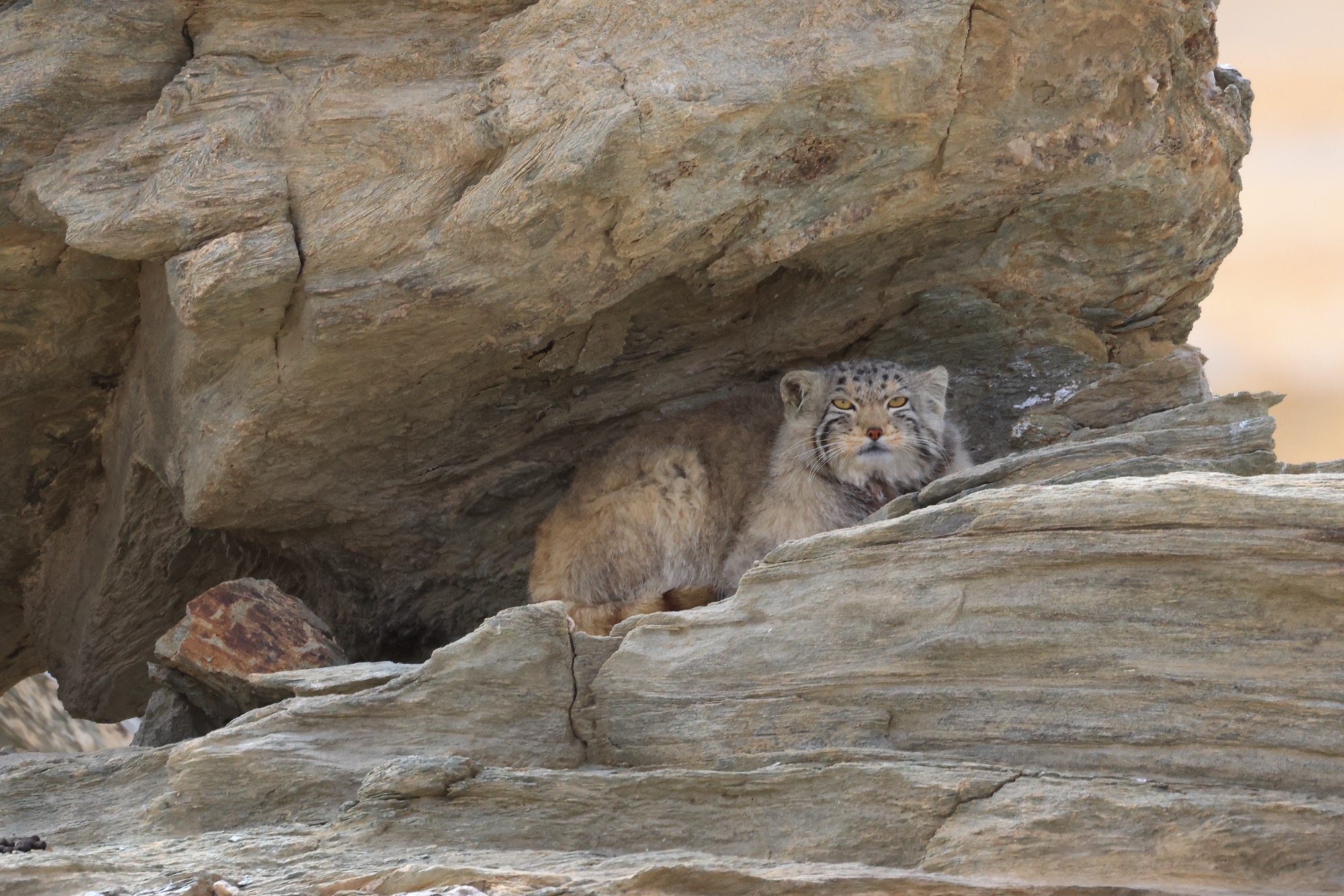 Wildlife highlight 2