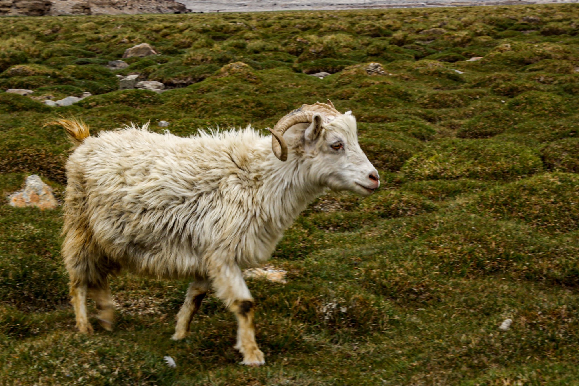 Wildlife highlight 4