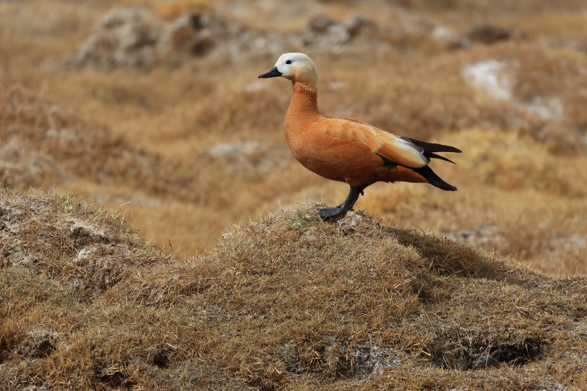 Wildlife highlight 5