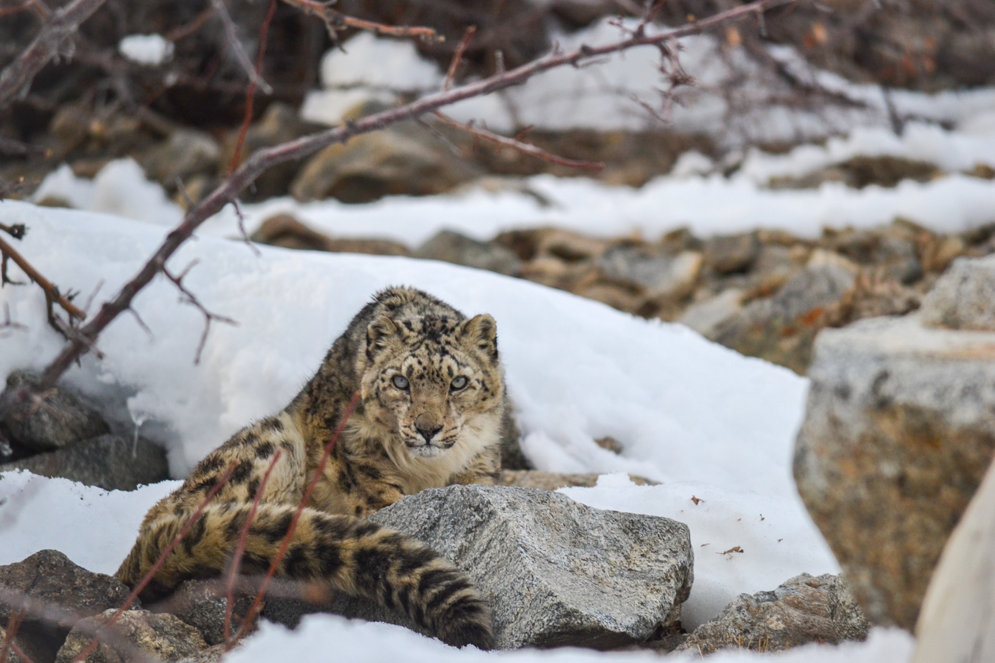 Wildlife highlight 6