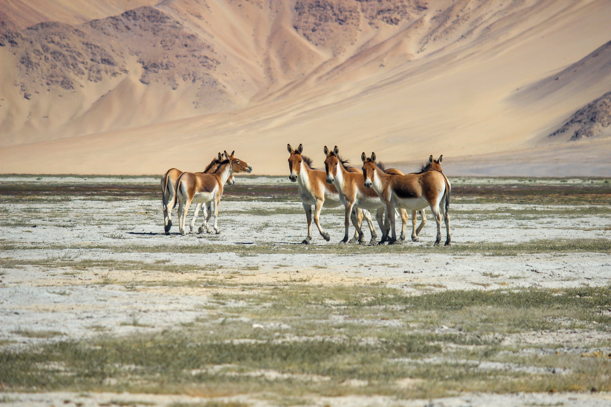 Wildlife highlight 7