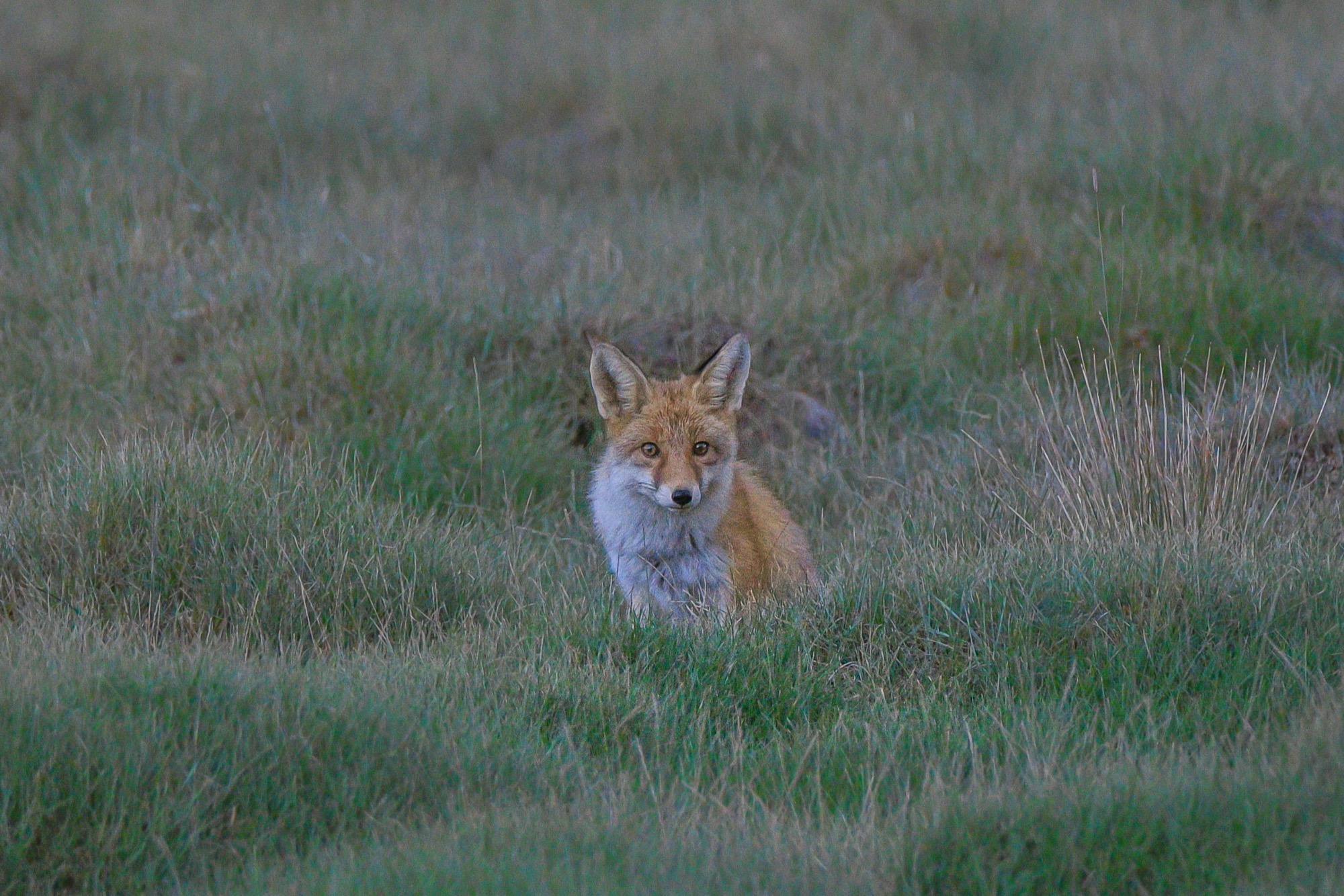 Wildlife highlight 9