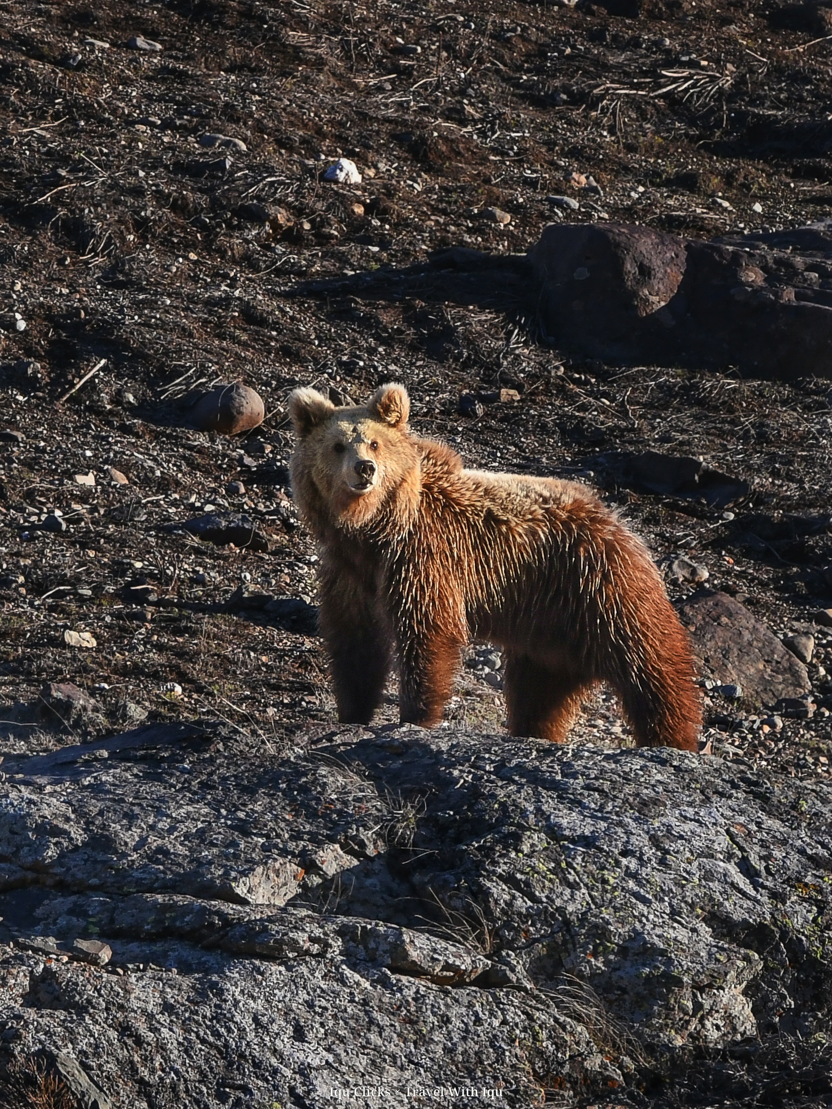 Wildlife highlight 10