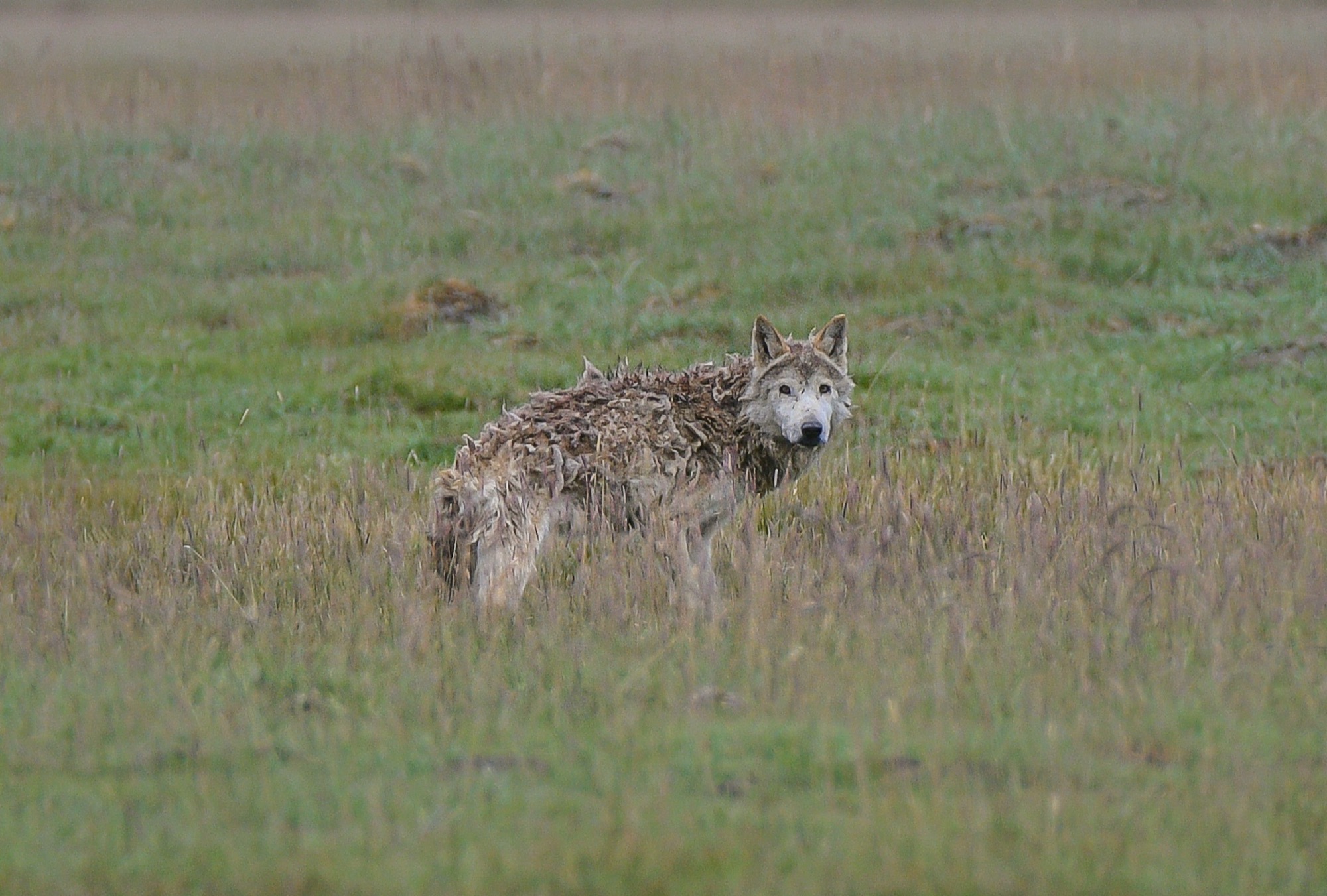 Wildlife highlight 11