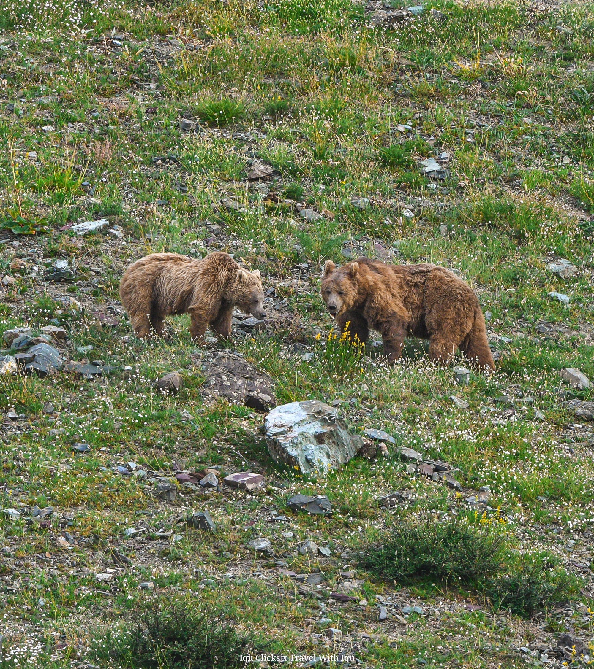 Wildlife highlight 12