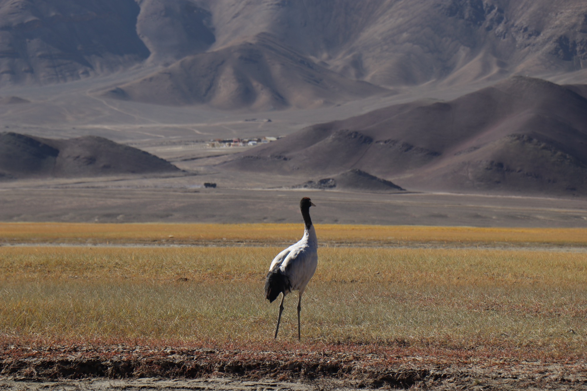 Wildlife highlight 13