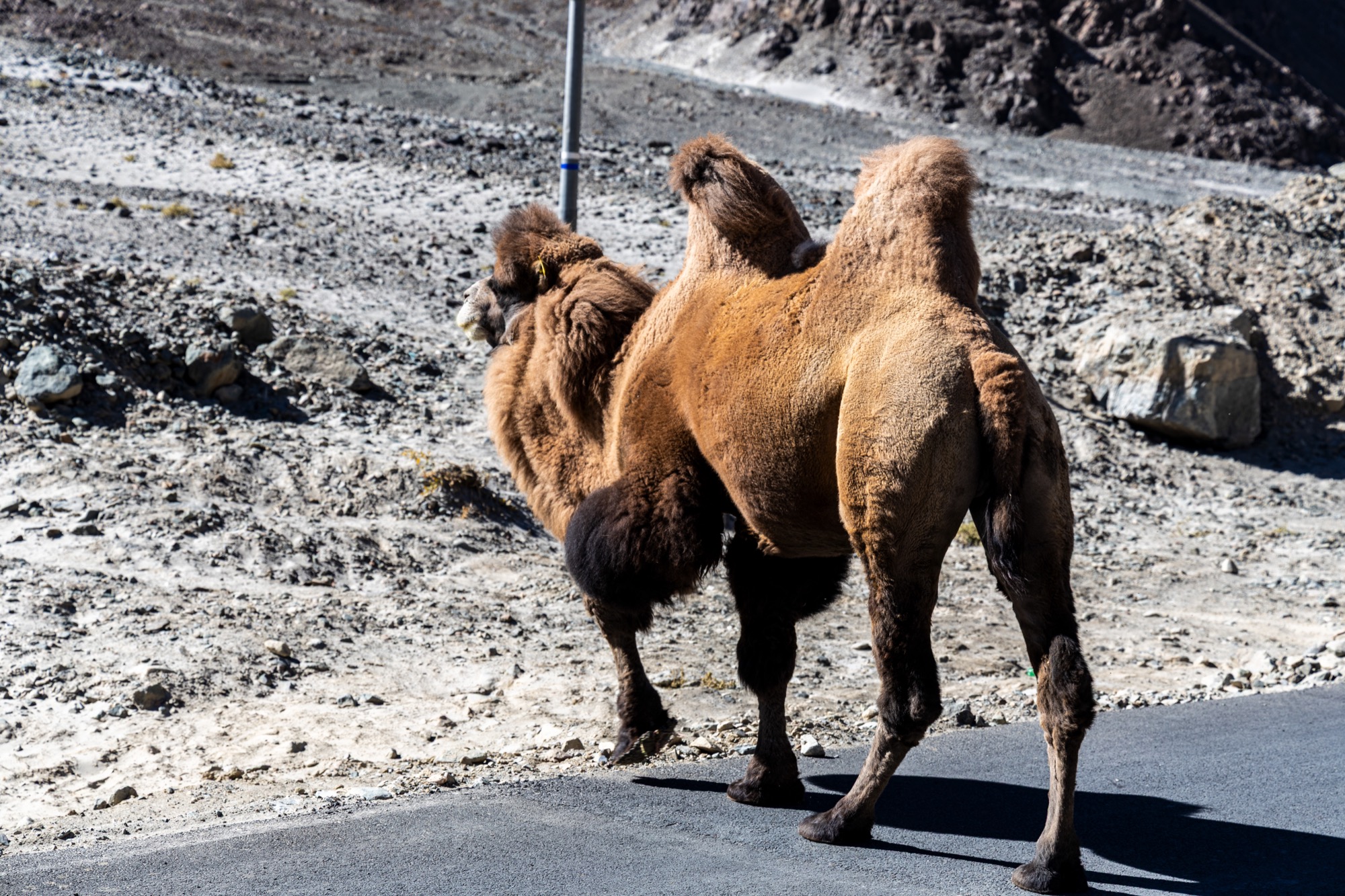 Wildlife highlight 14
