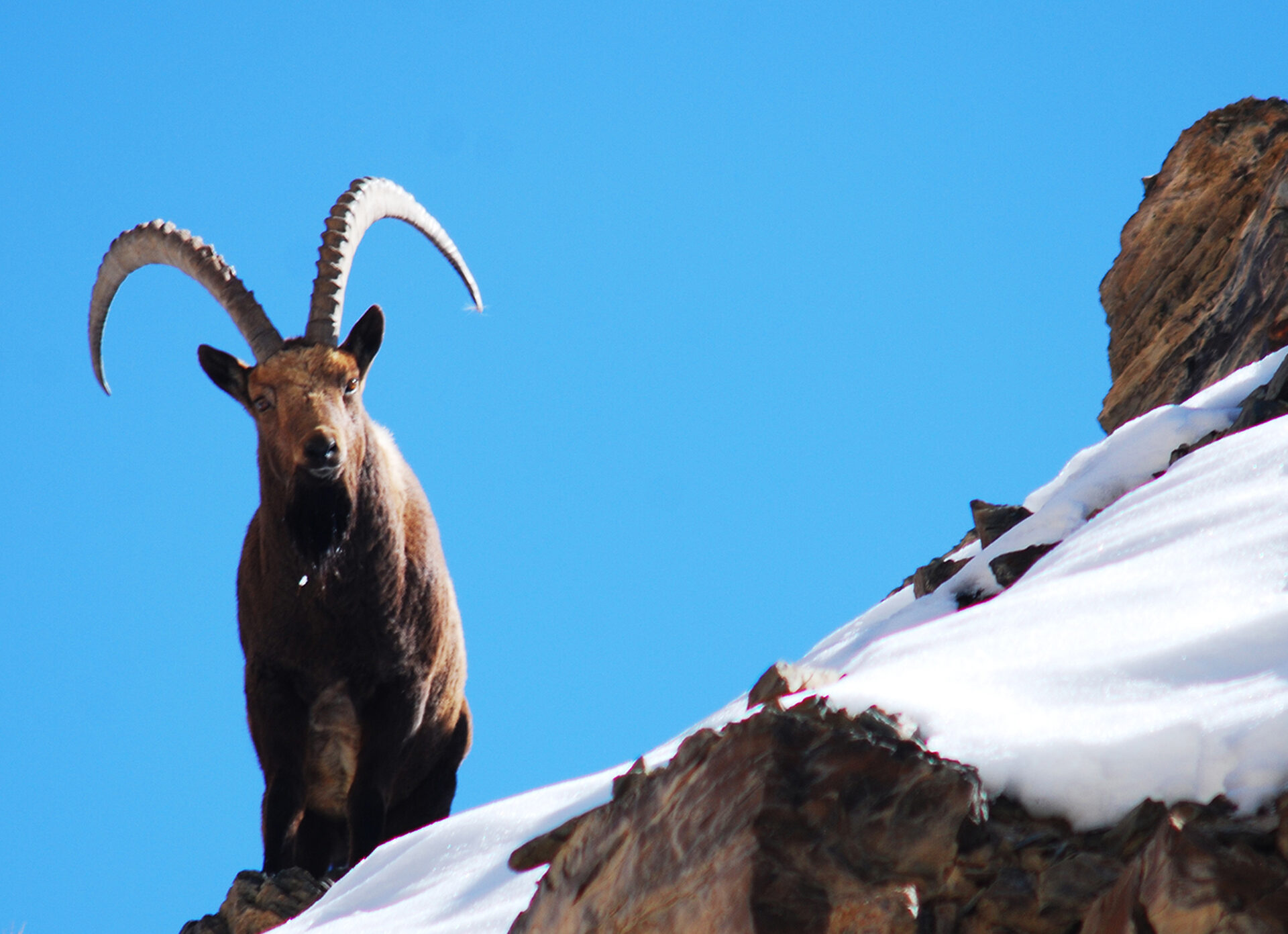 Tibetan Wild Ass