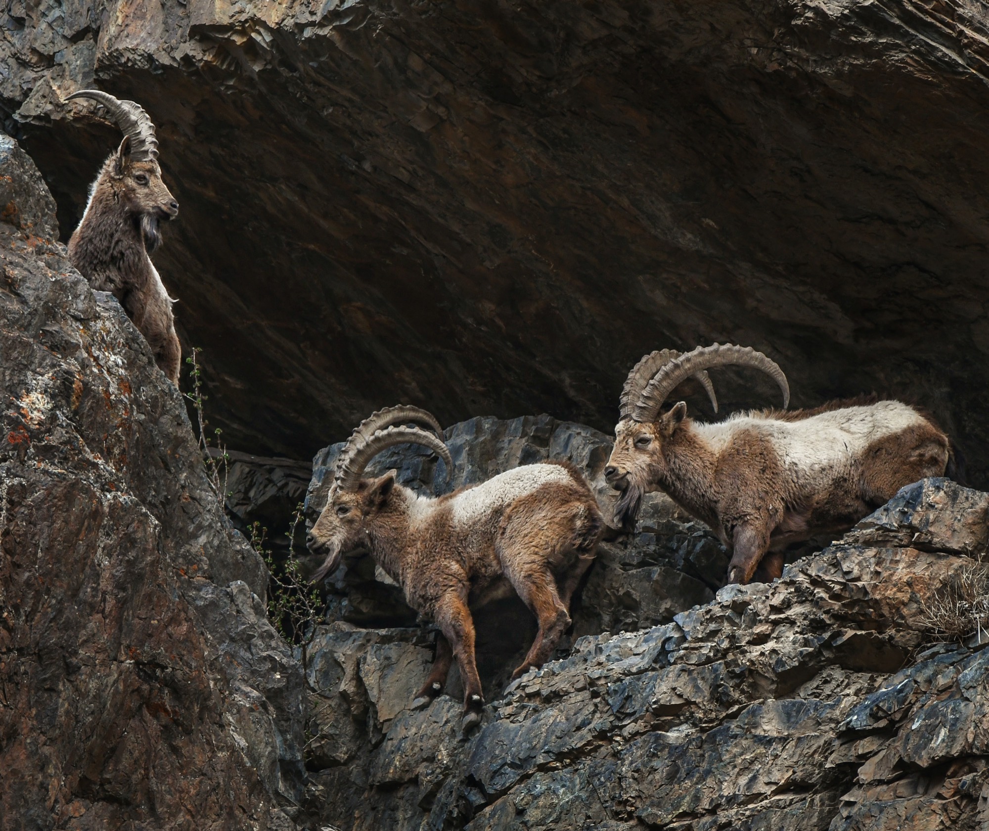 Himalayan Ibex